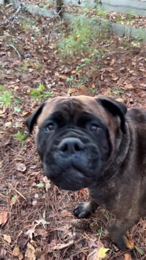 Take down & shake down! 🫣 | Bulls of Frogmore