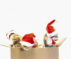 2.2K views · 12 reactions | Blue bag recycling is now collected weekly When you have finished with your cardboard boxes, break them down and pop them in your blue recycling bag. If you have any extra cardboard, just make sure it's flat and put it underneath your bag to stop it blowing away. Find out what can be put out for recycling the blue bag here: https://orlo.uk/mV3TK | Torfaen | Facebook