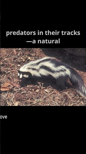 Zorilla: Africa’s Skunk with a Fearsome Defense #wildlife #wildlifedocumentary #animals