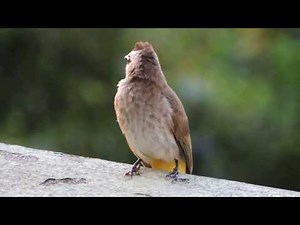 Yellow-vented Bulbul bird singing beautiful song to thier babies in the nest