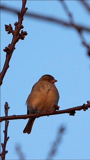 Chaffinch, a small passerine bird 🐦 Pleurtuit, France - Short video 4k 2025 #chaffinch