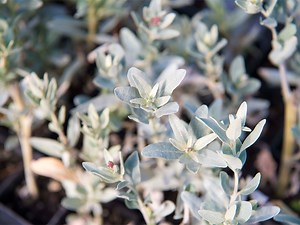 Australian Native Edibles For Your Kitchen Garden - realestate.com.au