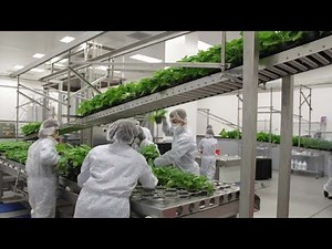 Biopharming: Turning Plants into Medicine Factories (2 Minutes)
