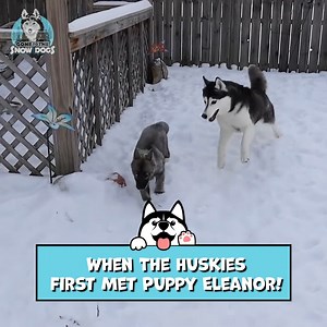25K views · 1.1K reactions | Remember This? Huskies Met Puppy Eleanor For The First Time! | Gone to the Snow Dogs | Facebook