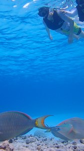 27K views · 266 reactions | Dive into the magic of a Guided Snorkeling Adventure in #Aruba! Feast your eyes on these underwater wonders and soak in the beauty 錄 #parrotfish #usa #booknow #happysnorkeling #snorkeling #addicts Don't miss out on the fun, see you soon! Visit www.arubaoutdooradventures.com 朗錄謁 | Aruba Outdoor Adventures | Facebook