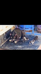 109K views · 6.2K reactions | Angry abandoned mother cat ask for help! #reels #viral #cat #kittens #cats | Cute Kittens | Facebook