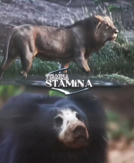 Asiatic lion vs sloth bear !!! Edit