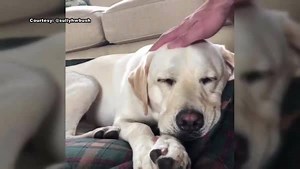 41K views · 135 shares | SULLY’S STORY: He was only assigned to former President George H.W. Bush for a few months, but Sully quickly became a beloved part of the Bush family. More on the bond between our nation’s 41st president and his loyal service dog. WATCH: https://abc7.ws/2AP3XQC | ABC 7 Chicago | Facebook