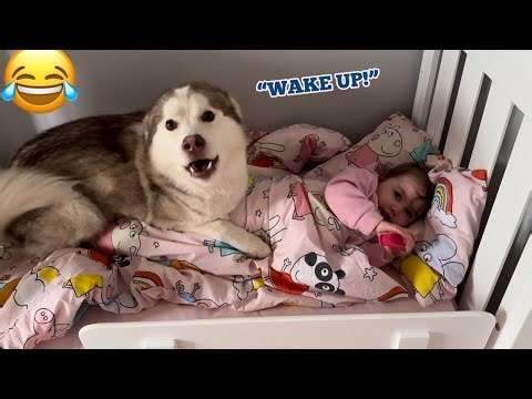 Hilarious Husky Puppy Wakes All 3 Of Our Kids Up In The Funniest Way!😂. [SOO CUTE!!!]