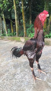 🔥🔥🔥 | Java Aseel