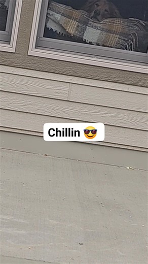 The dog life. Waiting for this pool deck to be ready for boomers. #dog #doglover #concrete #contractor #pool #poolparty | Dustin Mach