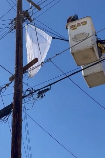 Kitten stuck on electricity pole gets rescued just in time! 👏 | MetDaan Animals