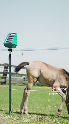 SunPower S250 Solar Fence Energizer — Compact 10,500V for Small Paddocks