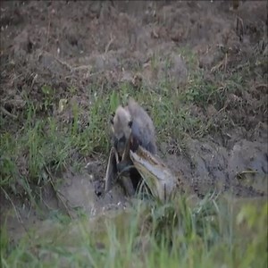 2.5M views · 10K reactions | Baby running away from monkey king | TJ Walker | Facebook