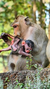 126K views · 2.8K reactions | Newborn Baby Blossoms Under Mommy’s Affection | Alien TV | Facebook