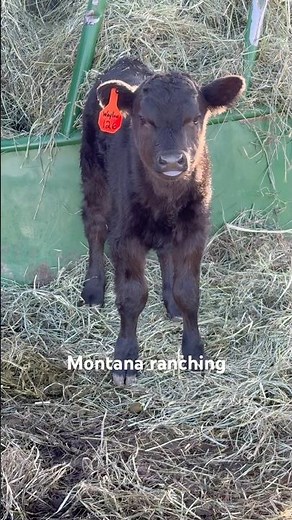 Little Waylon action on our Bitterroot Valley ranch in Montana #cow #farm #farming #bull #animals