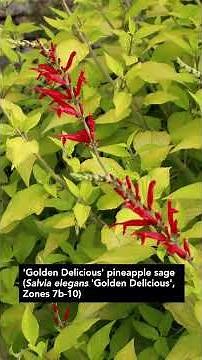 Why You Should Grow Pineapple Sage! #redflower #gardendesign #pollinatorgarden