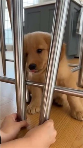 Puppy Head Wedged Between Metal Chair Legs