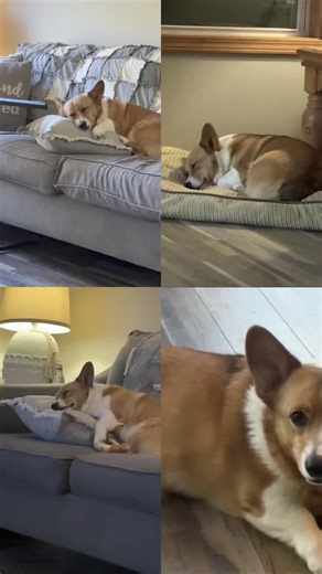 Mama bear (@calhoun.jody)’s videos with Happy Dog - DJ Moody