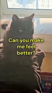 Cat Talk: Understanding "Cat"onese!🐈