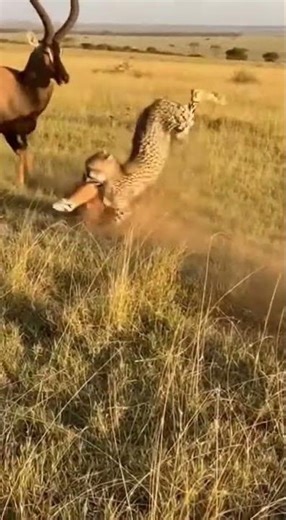 Cheetah vs. Topi: An Absolute Battle for Survival.