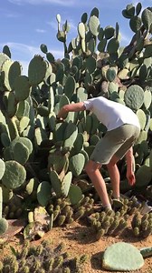 3.2K views · 103 reactions | More than 2 meters tall  | Cactus Country | Facebook