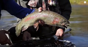 Catching Giant Trout on Big Mouse Flies in Alaska is for Adrenaline Junkies
