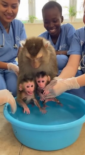 The monkey took her baby for a wonderful bath. | Monkey US