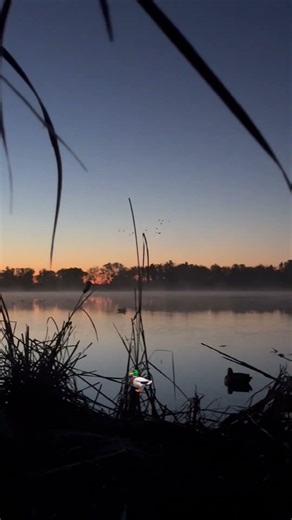 Duck Season 2025 #duckhunting #ducks #waterfowl
