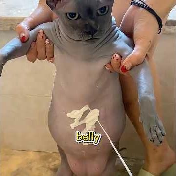 Have You Ever Seen a Cat That Sheds Color?#funny #pets #shuorts