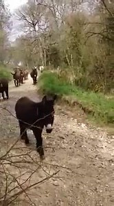 Enjoy and share... some of our donkeys at Paccombe Farm on their way to their summer grazing :-) | The Donkey Sanctuary