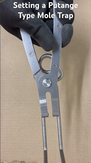 Setting Putange Mole Traps Using Settling Pliers