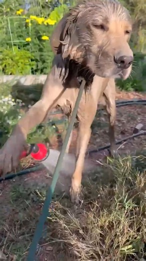 86 reactions · 7 comments | Up For Adoption Name: Honey Age: 2 years...