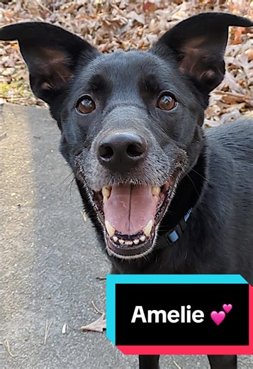 Adopt Amelie: A Loving Labrador Retriever Mix in NC