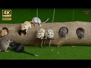 Cat TV: Mice Hide & Seek in Wood Log | 3 hour cat game fun for Cats to Watch 4k