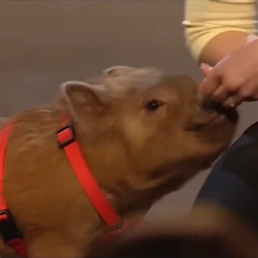 UNFORGETTABLE Audition From The FIRST Season Of BGT! | Best Talent