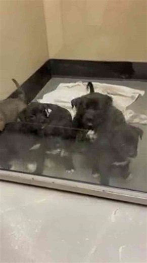 New litter of puppies at Whatcom Humane Society
