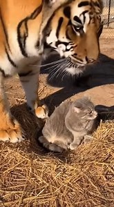 When a Tiger Meets a House Cat #WildlifeEncounter #ViralReelsUSA #AnimalsOfTheWorld #UnbelievableScenes #TrendingNow | AI Wildlife Stories