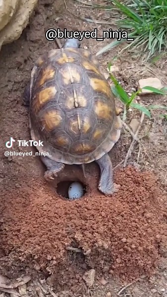 Witness nature in action as this box turtle goes through the incredible process of nesting. #blueyedninja ​ #boxturtle #layingeggs ​#wildlife ​#outdoors ​#animals ​#turtle #egg #reptile #nesting #nationalgeographic #nature