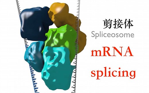 mRNA剪接过程-动画讲解