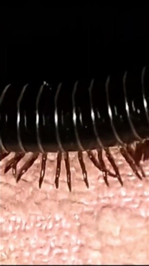 Long_Millipede_March_Hundreds_Legs_Moving_In_Perfect_Waves_SHORT_02 .mp4