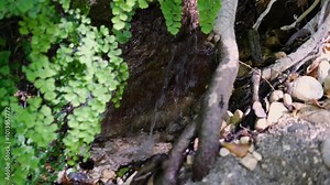 waterfall in wood cave, falling water amont trees and tree roots, sun beams, green leaves, forest