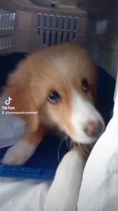 219K views · 7.4K reactions | Adottata SE NON CONDIVIDETE ,È...