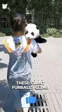 How Are Pandas NOT Extinct Yet? 🐼😂