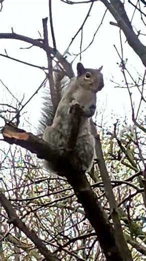 Relaxing Squirrel 'till Cat #nature #wildlife # #cat