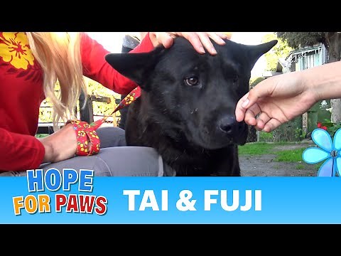A sick homeless golden retriever and an Akita in a rescue with a surprising end!!! (PART 2) #dogs