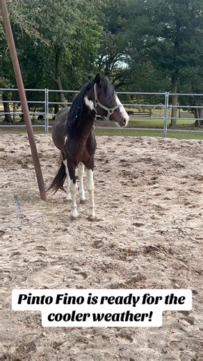 2.6K views · 67 reactions | Pinto Fino was really enjoying the cooler weather today! | Palmetto Pride Paso Fino Farm | Facebook