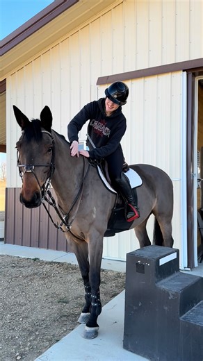 Zoey🇨🇦🇺🇸 tiktok: @zoeyberg on Instagram: "Getting noodle ready to jump around our first 3’ course back!!🤩 #horse #grwm #tackup #equestrian #fyp"