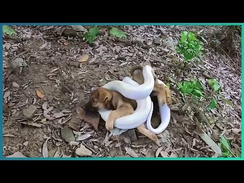 Animals That Asked People for Help & Kindness Ep 7