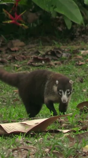 Celebrating World Coati Day #Coati #shorts